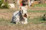 SCOTTISH TERRIER 207